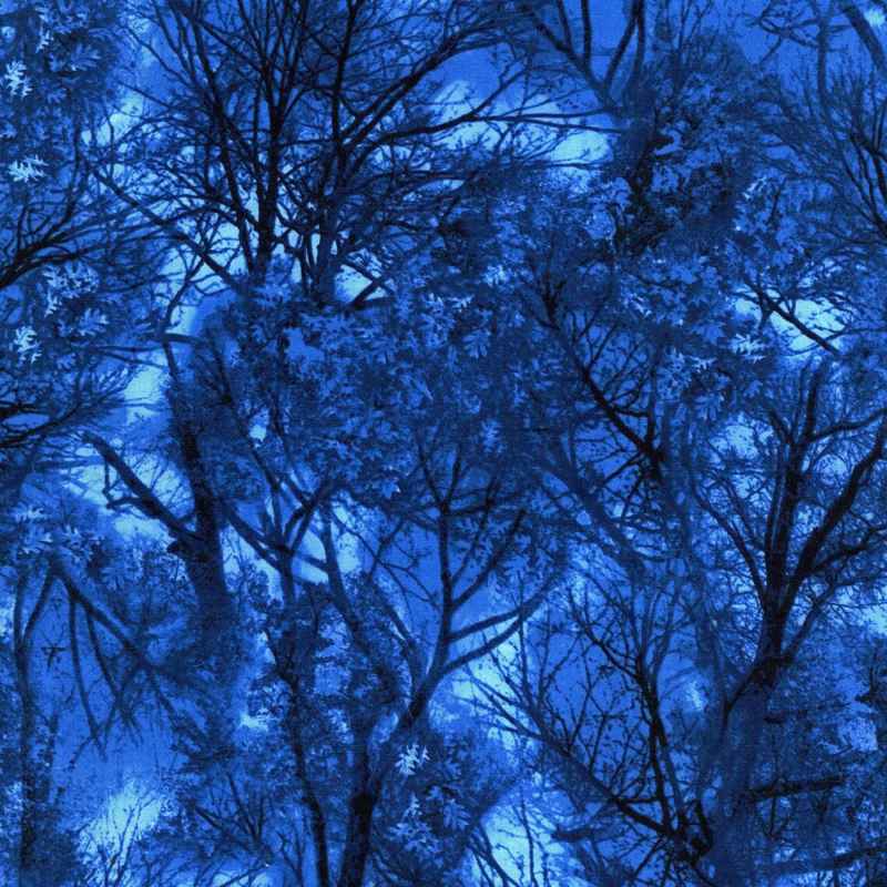 Black Tree Branches on a Blue Background, Quilting